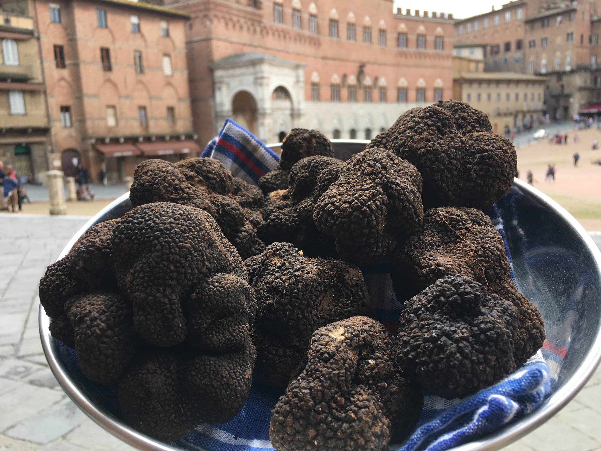 Una raccolta magnifica, esposta in Piazza del Campo a Siena - i tartufi di Siena Tartufi - Toscana truffle hunting