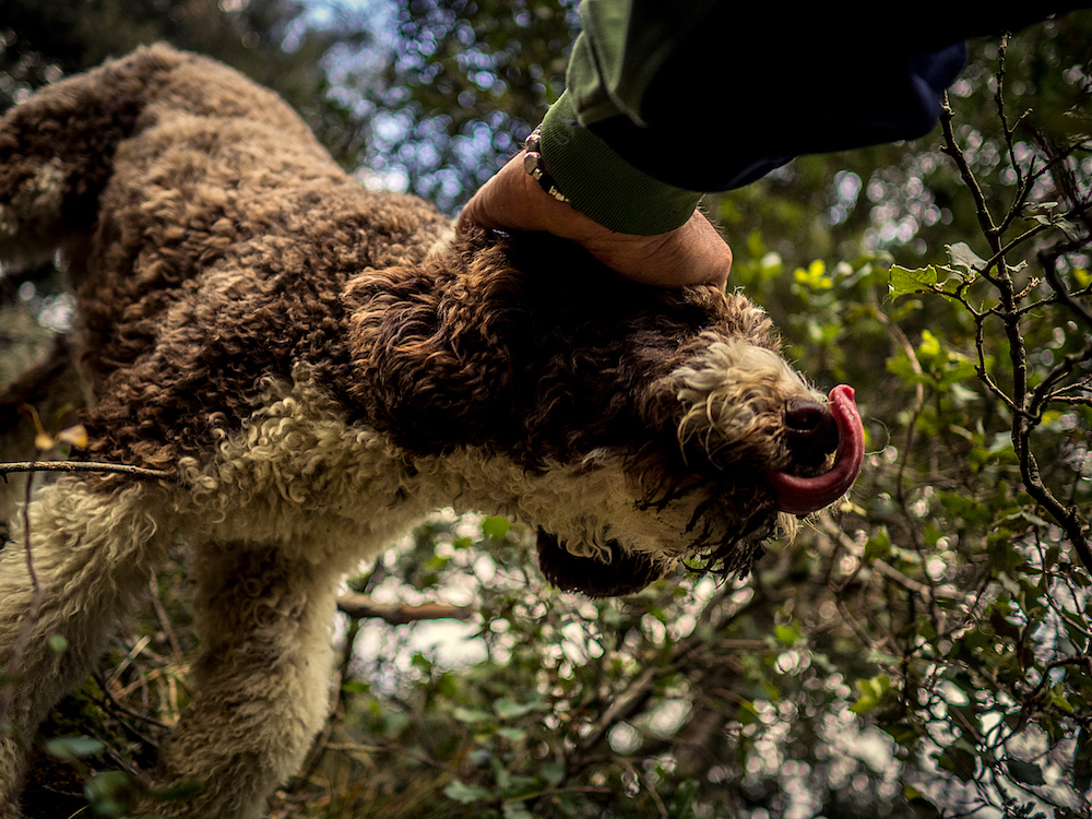 Moka, il lagotto di Siena Tartufi per il truffle hunting - foto di Marco Cheli