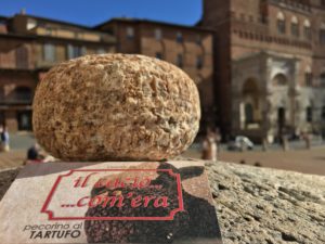Pecorino cheese with truffles | Siena Tartufi