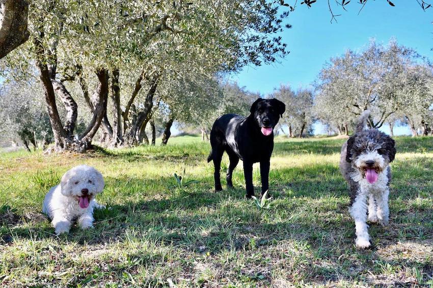 Siena Tartufi - Truffle Hunting Experience Toscana cani